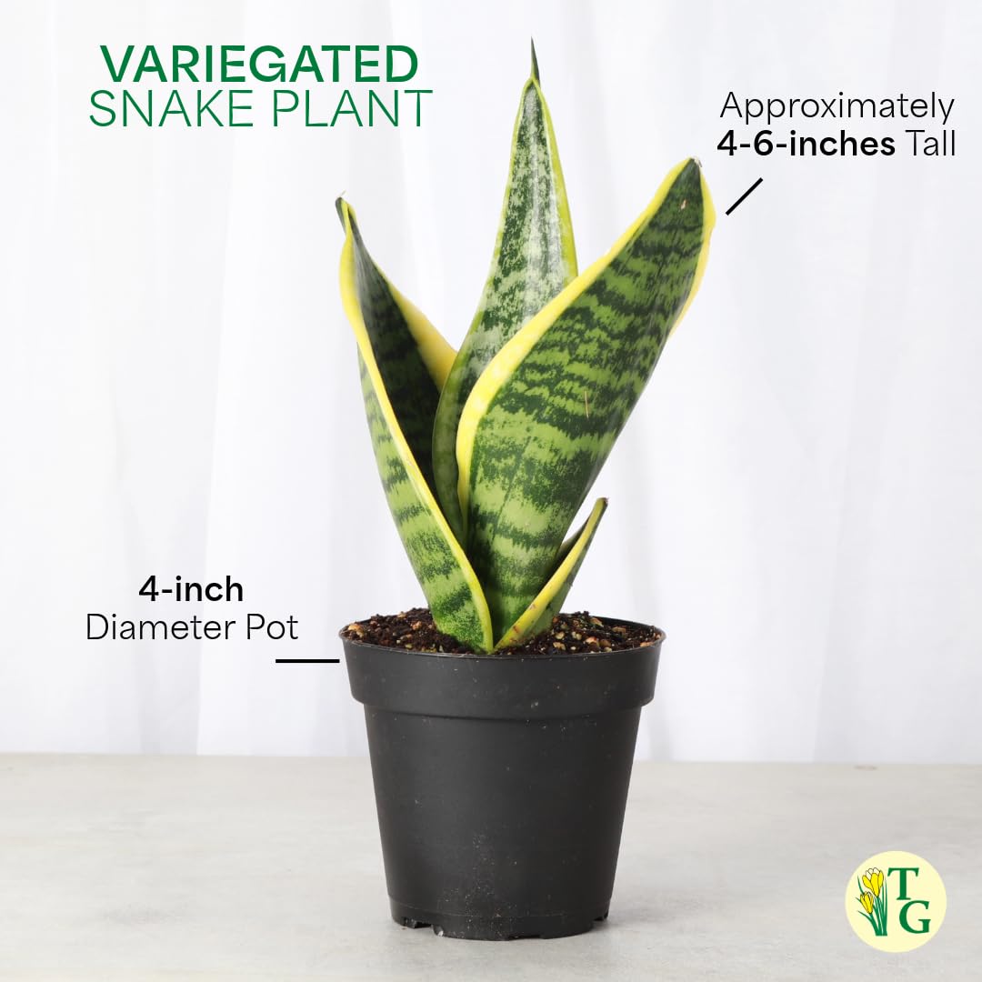 Amazon.com : Thorsen's Greenhouse Variegated Snake Plant, Dracaena